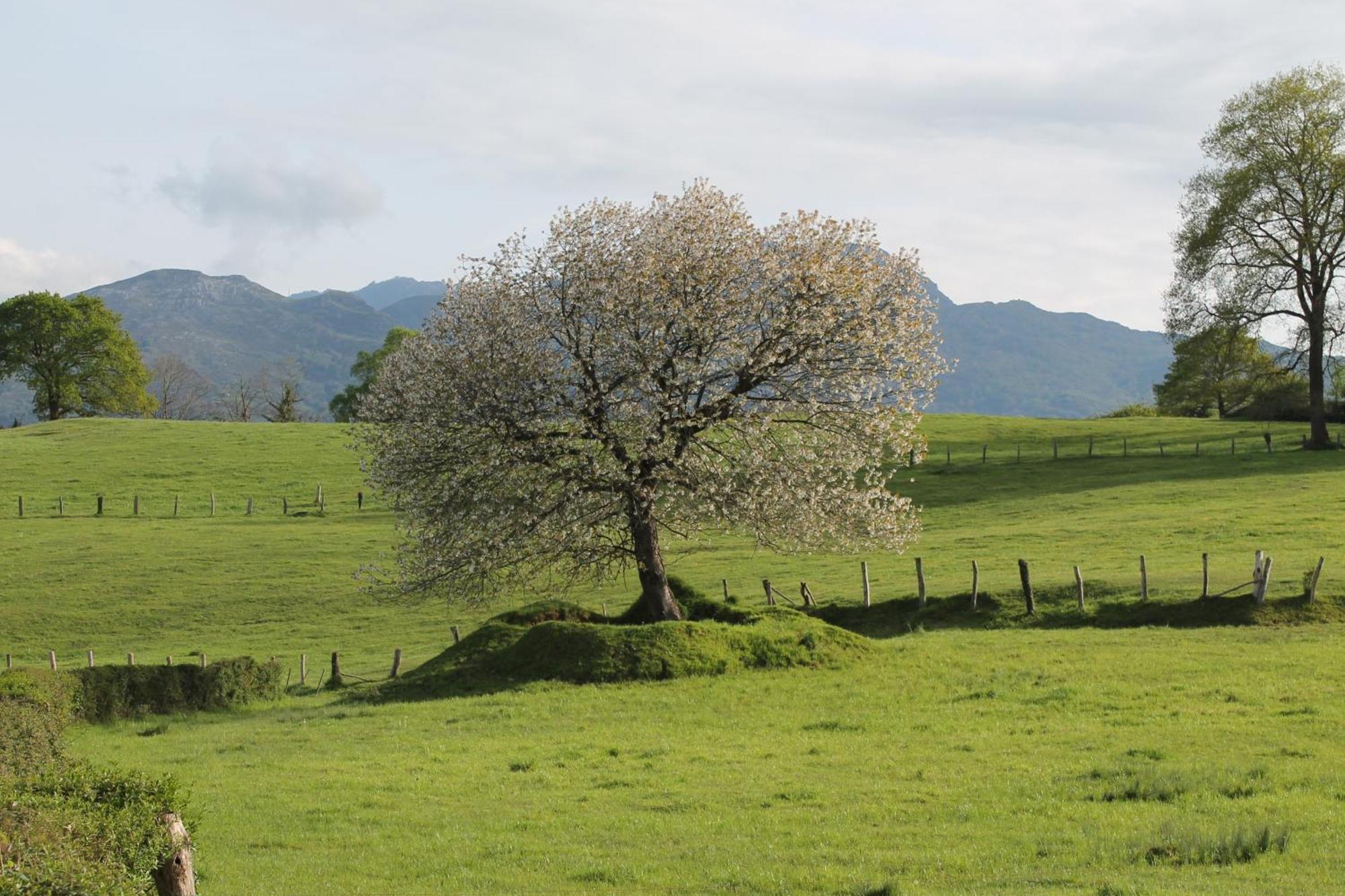 Casa De Aldea Monga 9 En Nava, Asturias Villa Kültér fotó